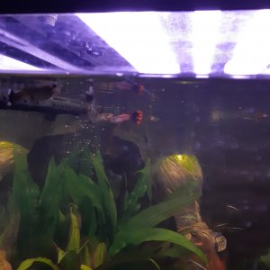Peces Guppy