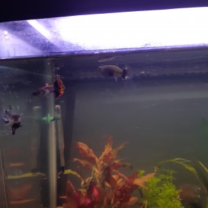 Peces Guppy