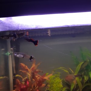 Peces Guppy