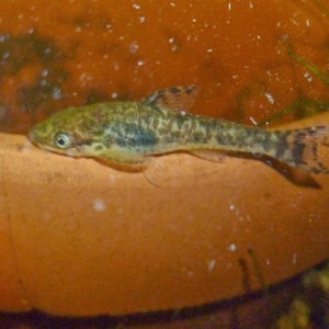 Otocinclus arnoldi