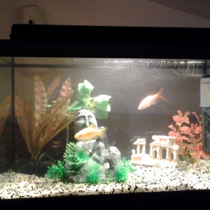 acuario agua fria
