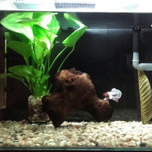 Betta plakat dumbo en nano 20L