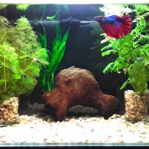 Betta halfmoon en nano 20L