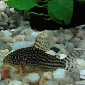 Corydora sterbai