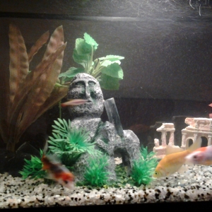 mi primer acuario