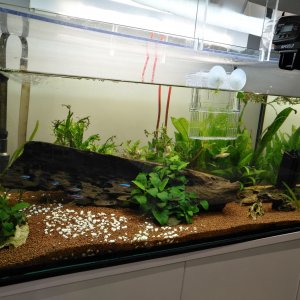 Mi acuario de 118 litros