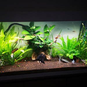 Mi acuario de 240 l