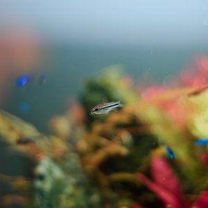 Corydoras Pygmaea