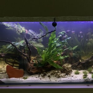 Mi 120 l de aguas negras recién creado esperando que todo asiente y empiece a florecer
