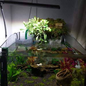 Acuario con Neon cardenal, Endlers y Danios margaritatus