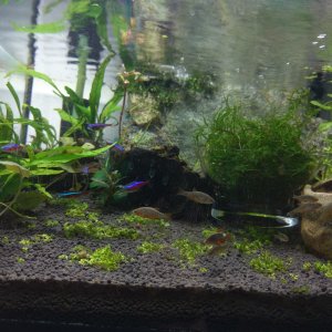 Peces Neon cardenal, Endlers y Danios margaritatus