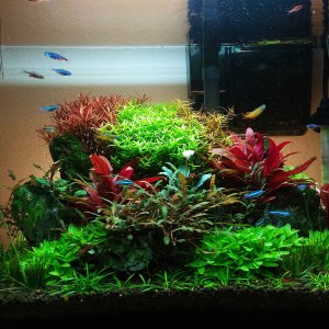 Mi acuario de Cory y sus amigos