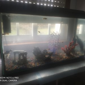 Mi segundo acuario. 70L. Agua dulce. Fría.
