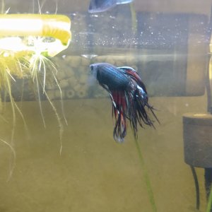 Betta Splendens crowntail