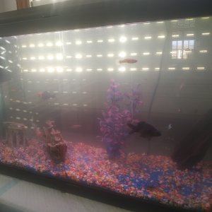 Acuario de agua dulce 70 litros