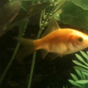 Pez naranja