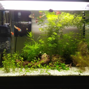 Mi acuario 17-02-20.jpg
