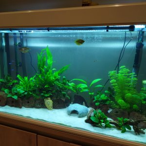 Acuario de 200 litros comunitario