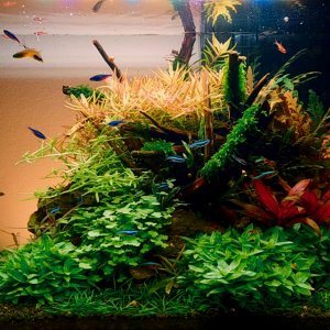 El acuario donde vive Cory y sus amigos.