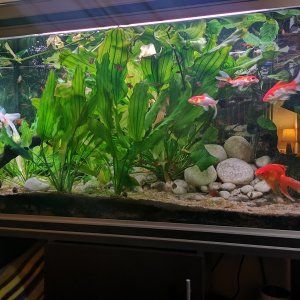 Acuario 240 litros