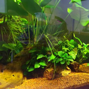 Acuario 57 lt anubias