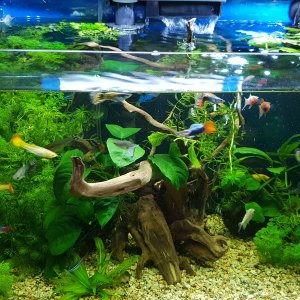 Acuario