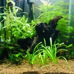 Nano acuario 35L