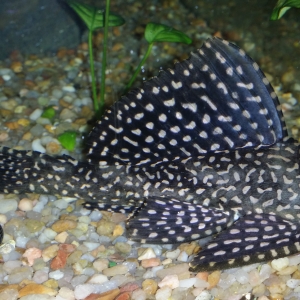 Plecostomus