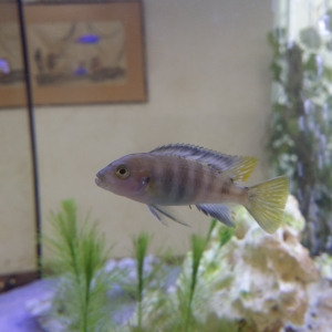 Acuario con ciclidos