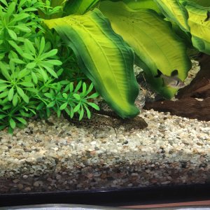 pez gato, ancistrus y tetras fantasma