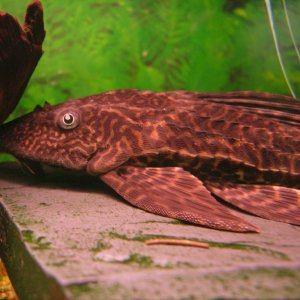 Plecostomus