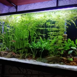 Acuario plantado low tech