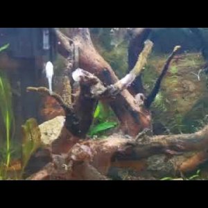 Acuario de Wild