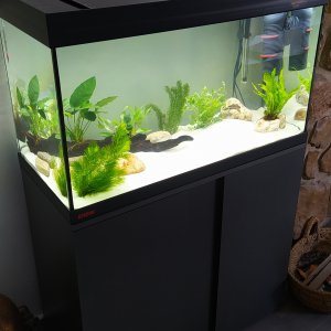 Primer acuario plantado