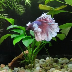 Betta halfmoon dumbo