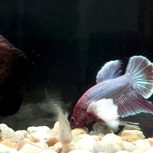 Betta Plakat Dumbo