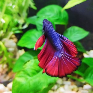 Betta Halfmoon Blue Red