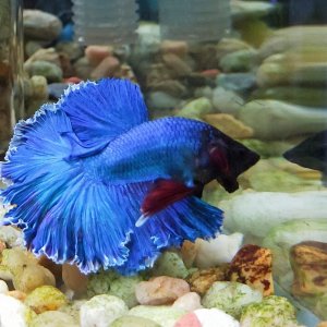 Betta Halfmoon Butterfly