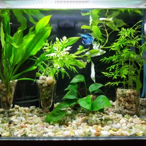 Betta Halfmoon Butterfly en nanoacuario 20L