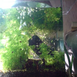 30 l., prototipo muy especial con Corydoras Hastatus