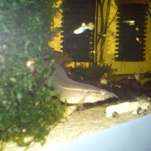 Anguila espinosilla