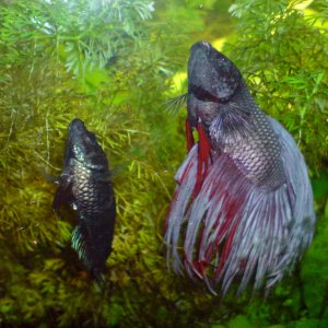 Bettas difuntos, 2016 en 30L.