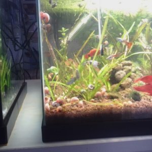 Acuario de 17 L