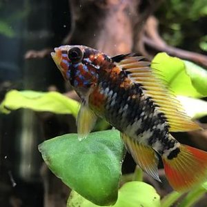 Apistogramma macmasteri macho