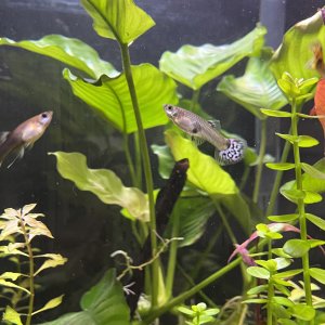 Guppy hembra lemongrass