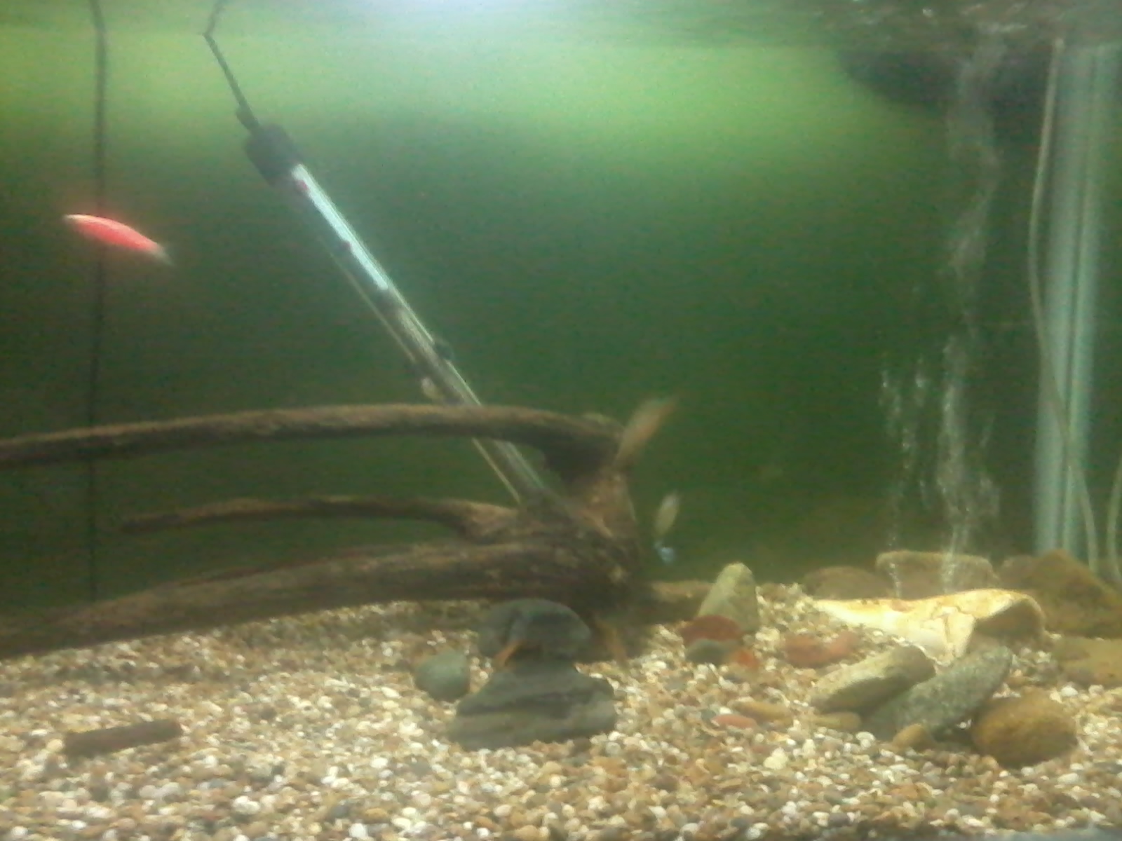 7 peces