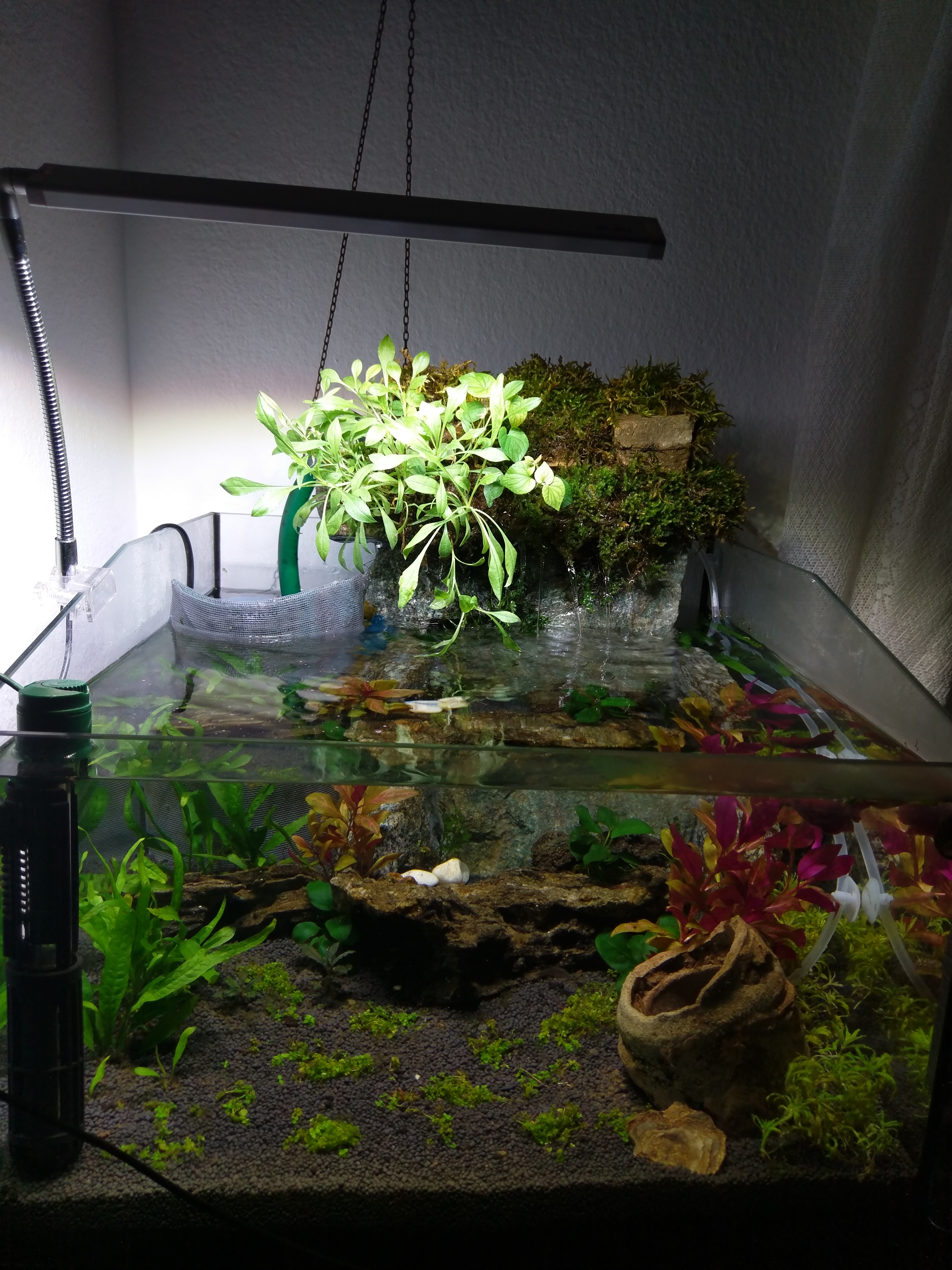 Acuario con Neon cardenal, Endlers y Danios margaritatus