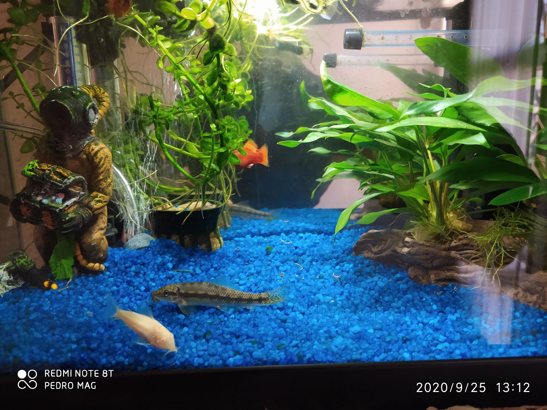 Acuario Pedro