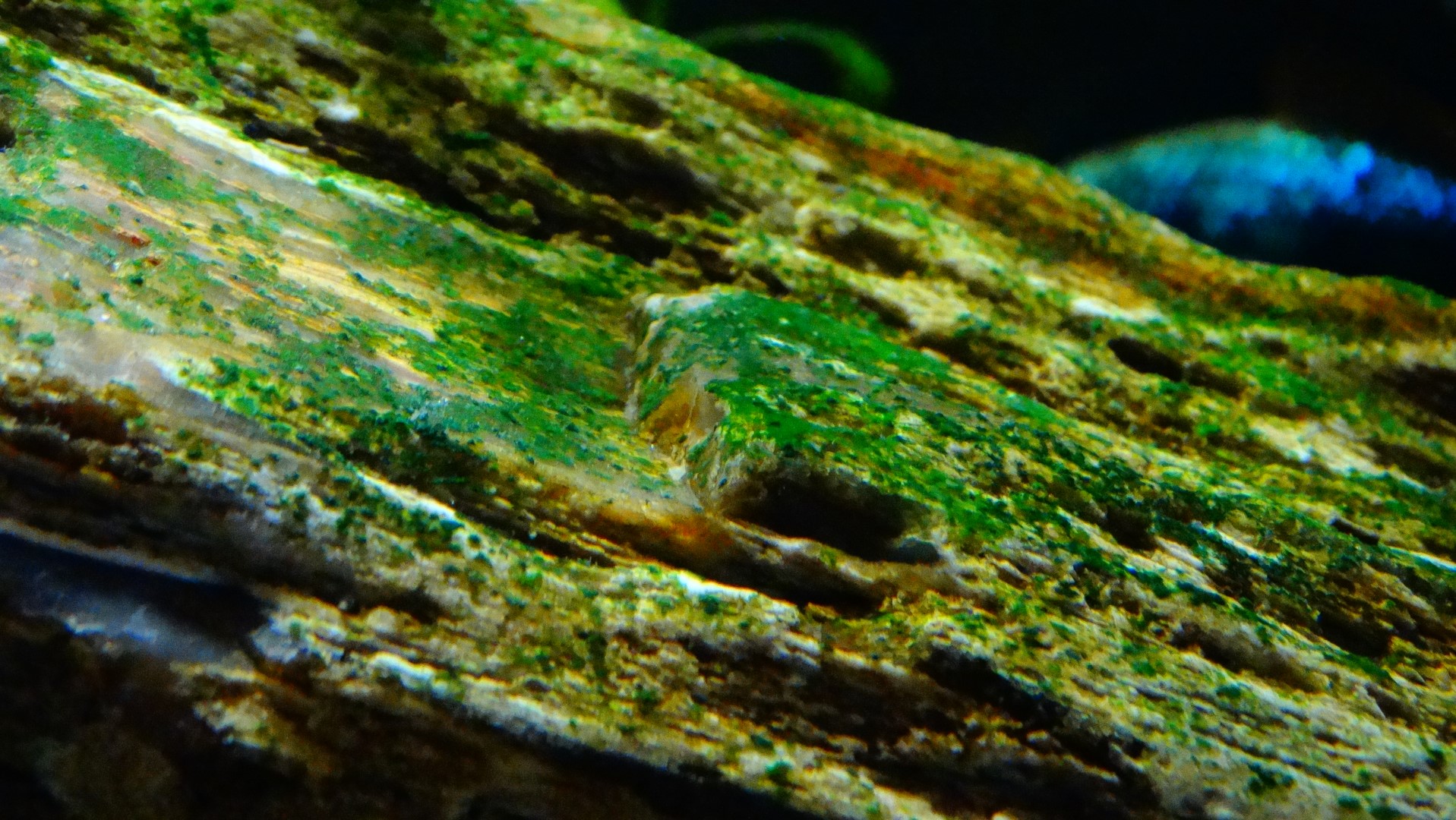 alga