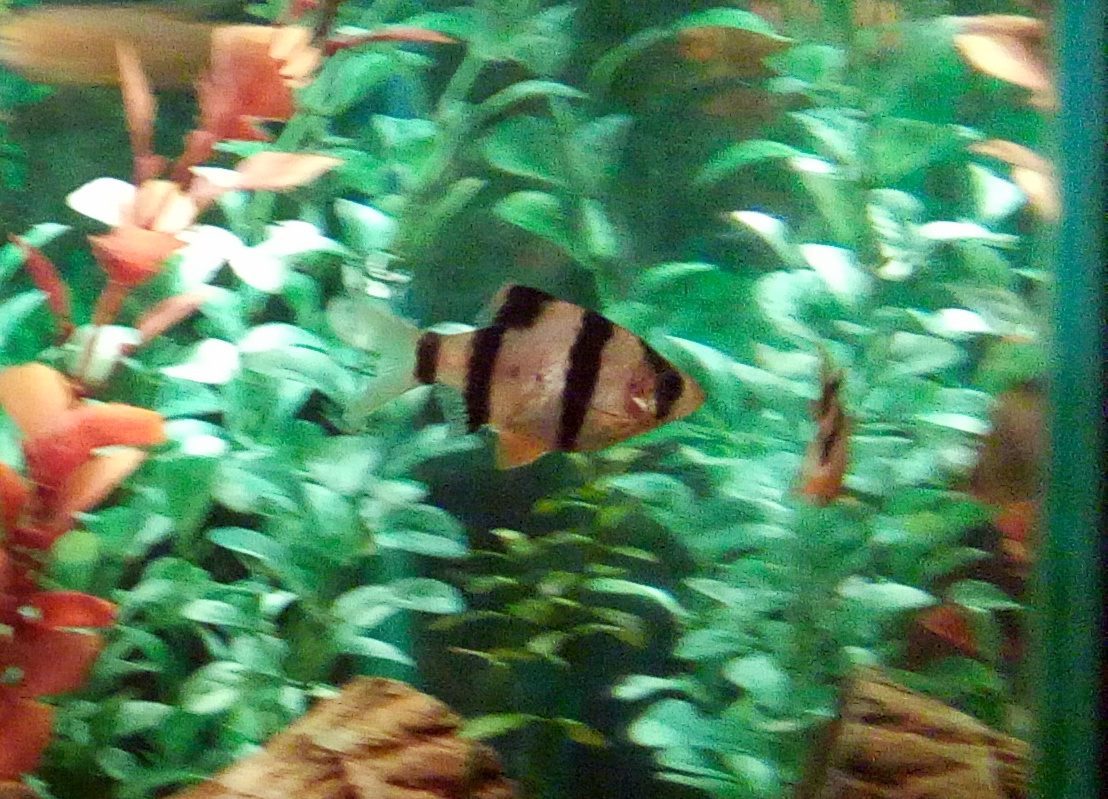 Barbo Tigre